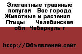 Элегантные травяные попугаи - Все города Животные и растения » Птицы   . Челябинская обл.,Чебаркуль г.